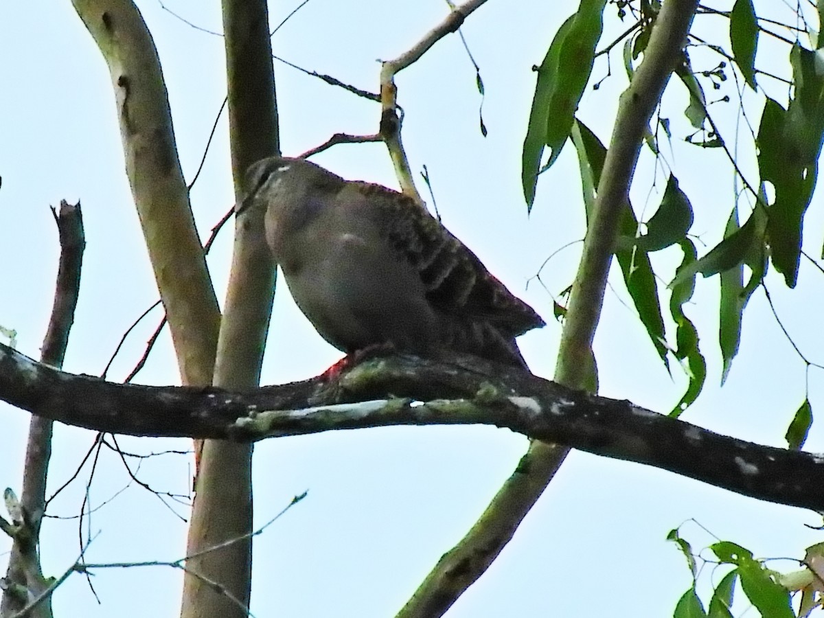 Common Bronzewing - ML621926263