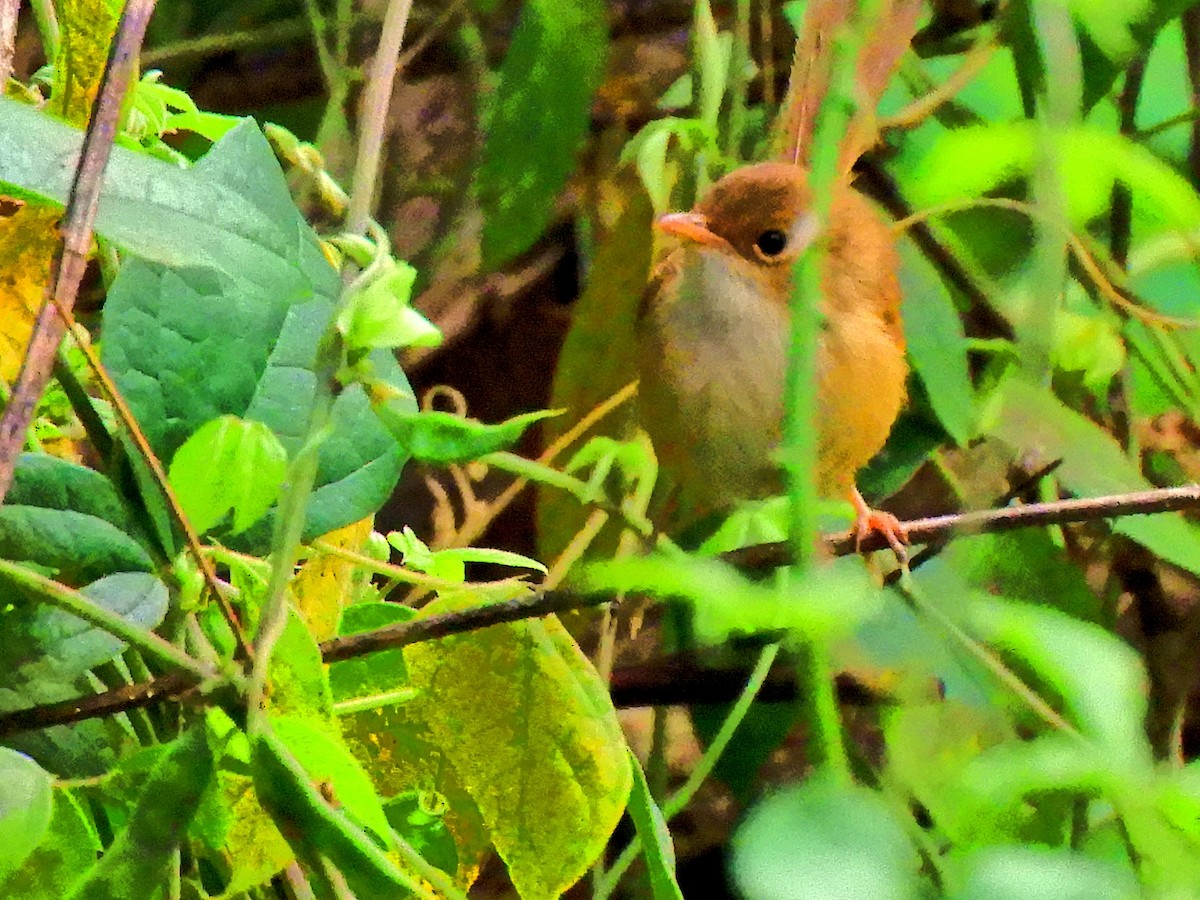 Red-backed Fairywren - ML621926266