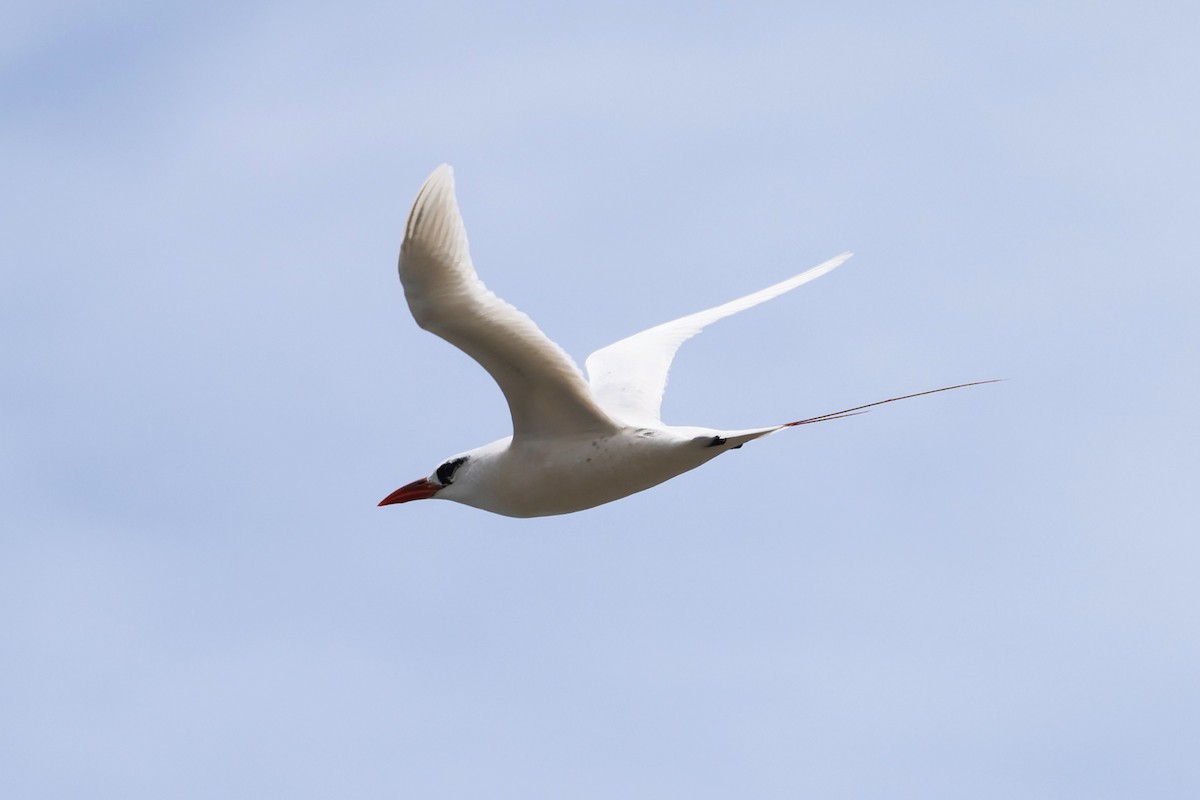 Red-tailed Tropicbird - ML621926322