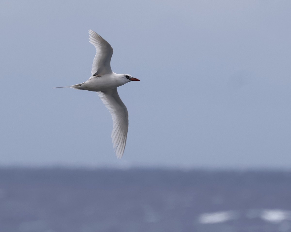 Red-tailed Tropicbird - ML621926323
