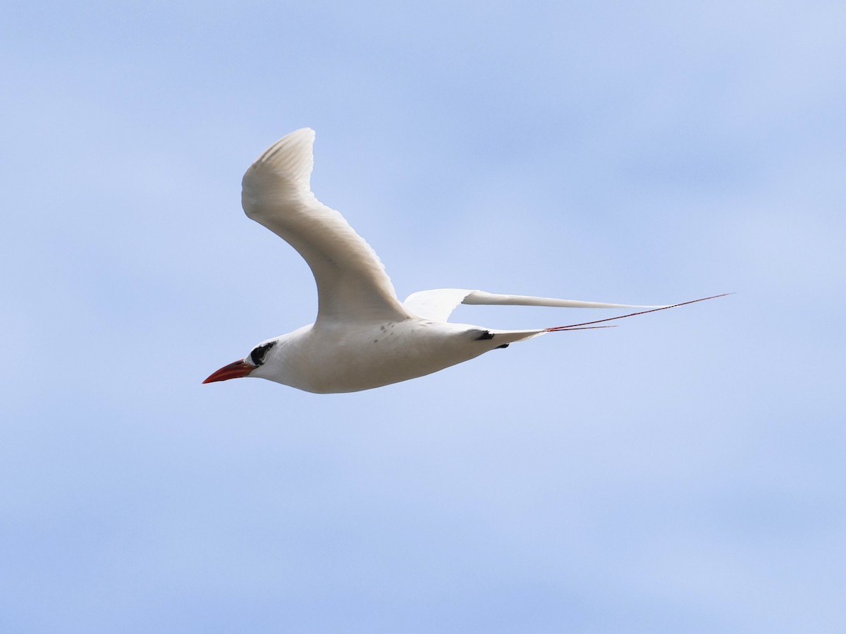Red-tailed Tropicbird - ML621926324