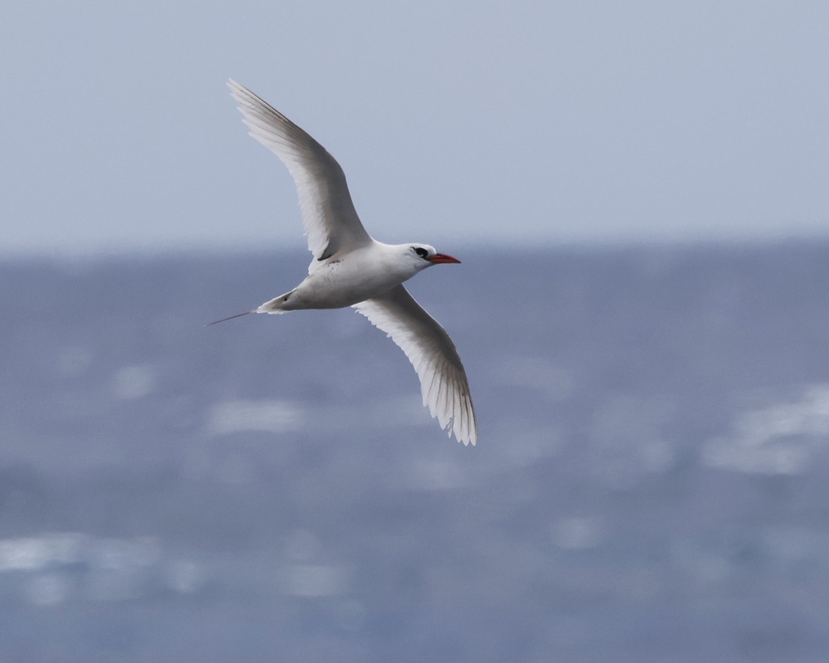 Red-tailed Tropicbird - ML621926325