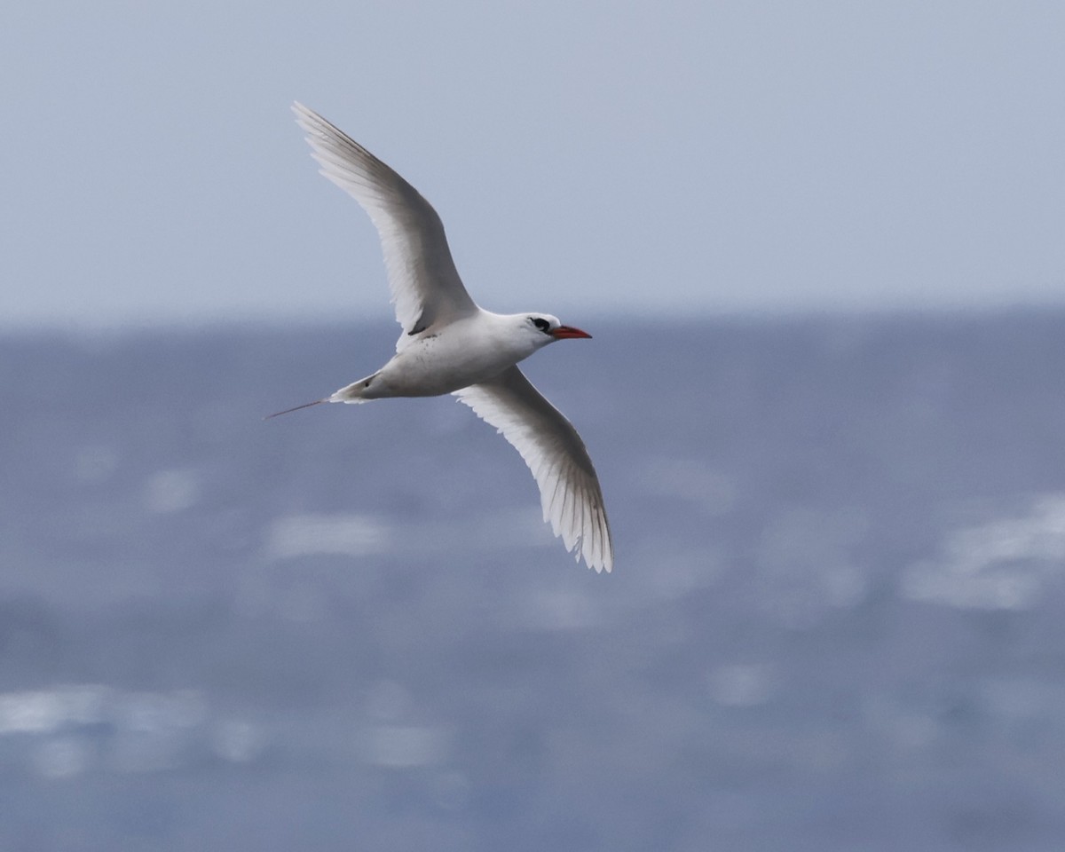 Phaéton à brins rouges - ML621926325