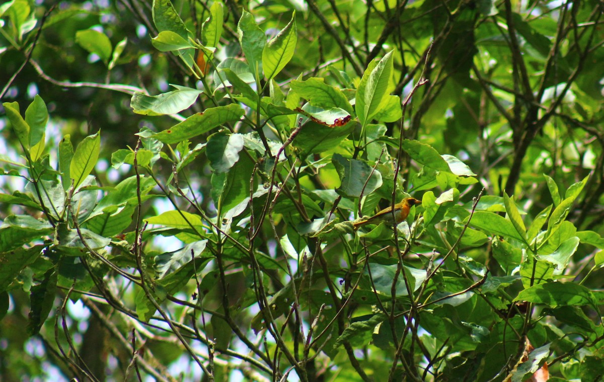 Guira Tanager - ML621926514