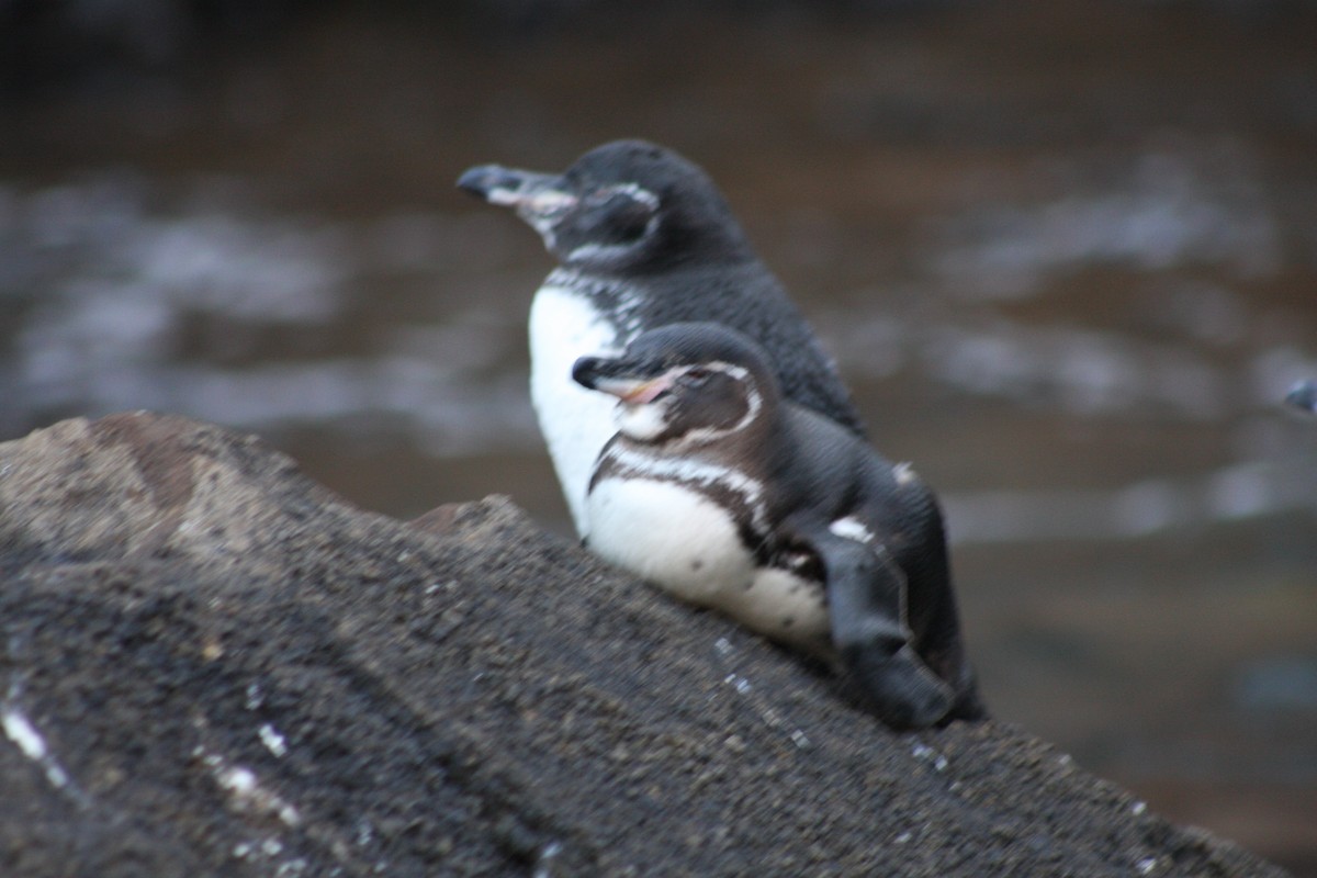 Galapagos Penguin - ML621926547