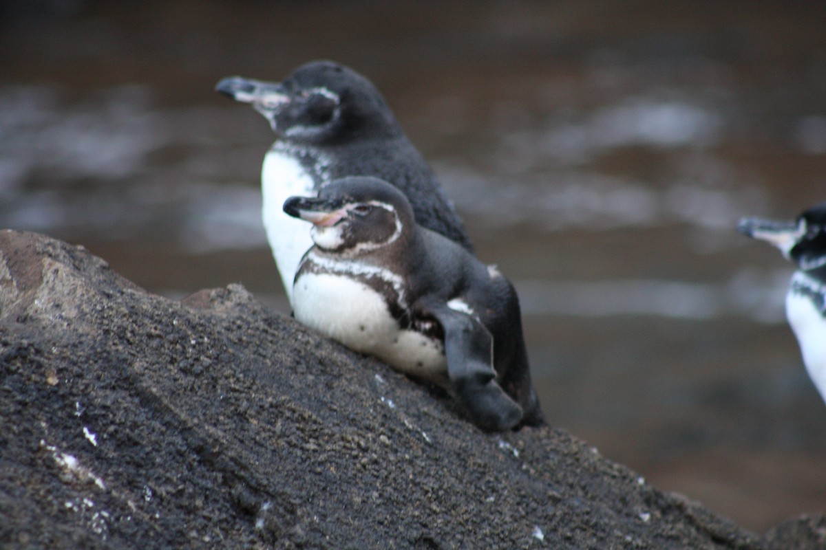 Galapagos Penguin - ML621926548