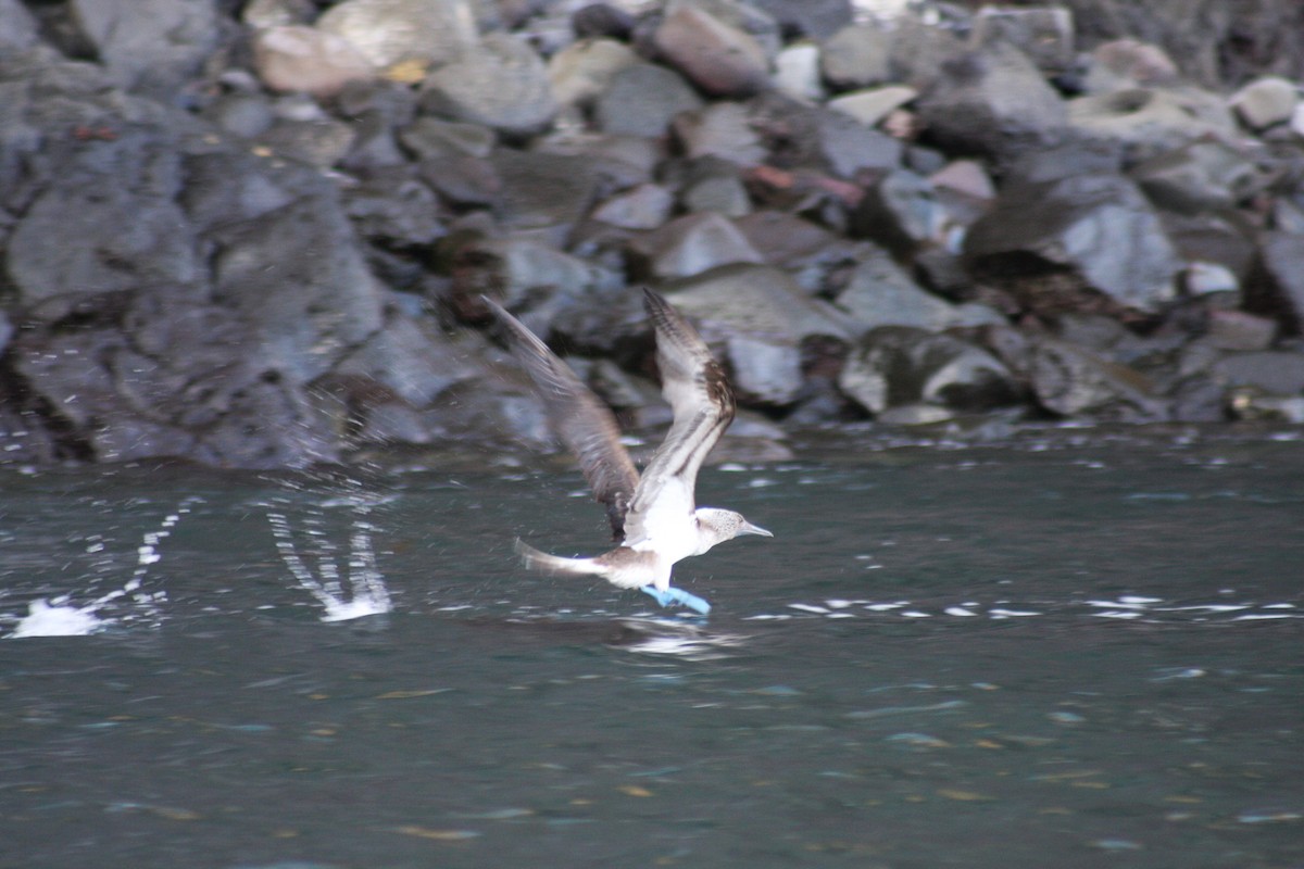 Blue-footed Booby - ML621926614