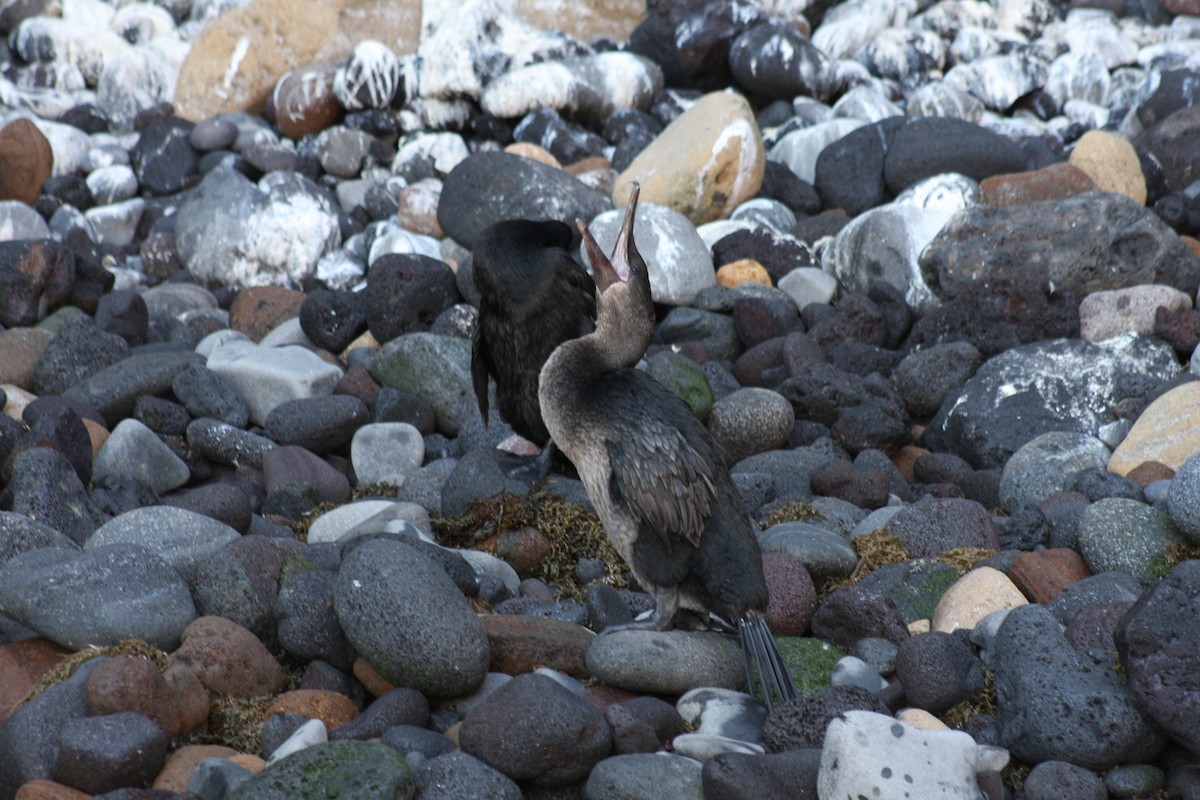 Flightless Cormorant - ML621926628