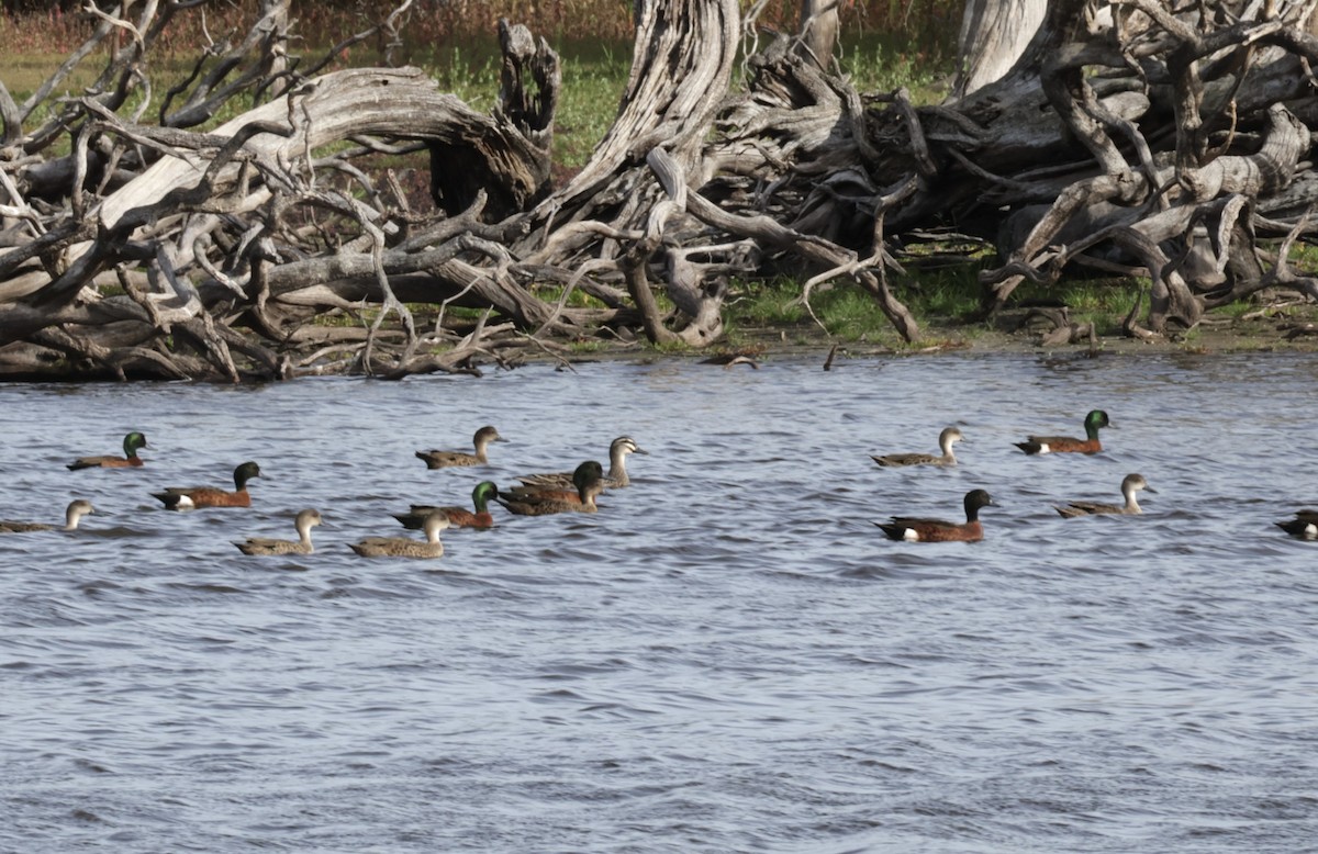 Chestnut Teal - ML621926833