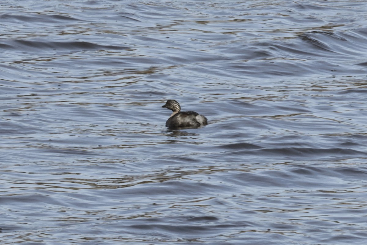 Hoary-headed Grebe - ML621926834