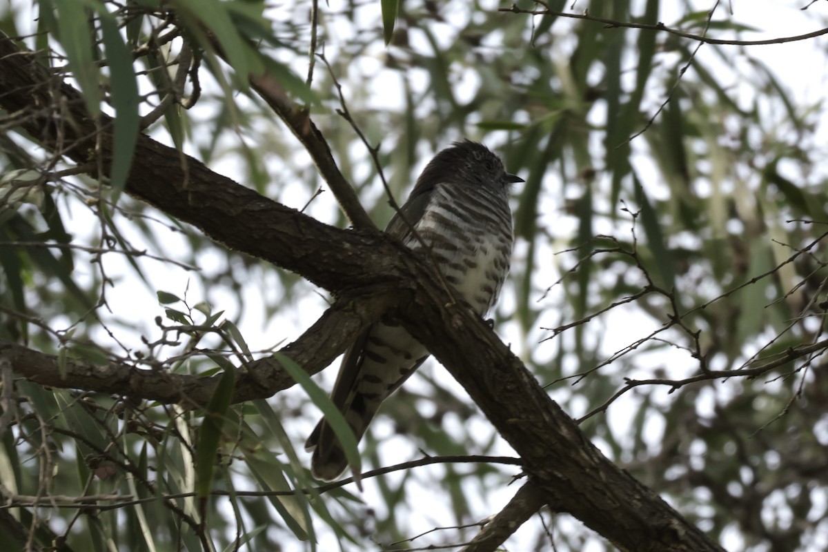 Shining Bronze-Cuckoo - Colin Howells