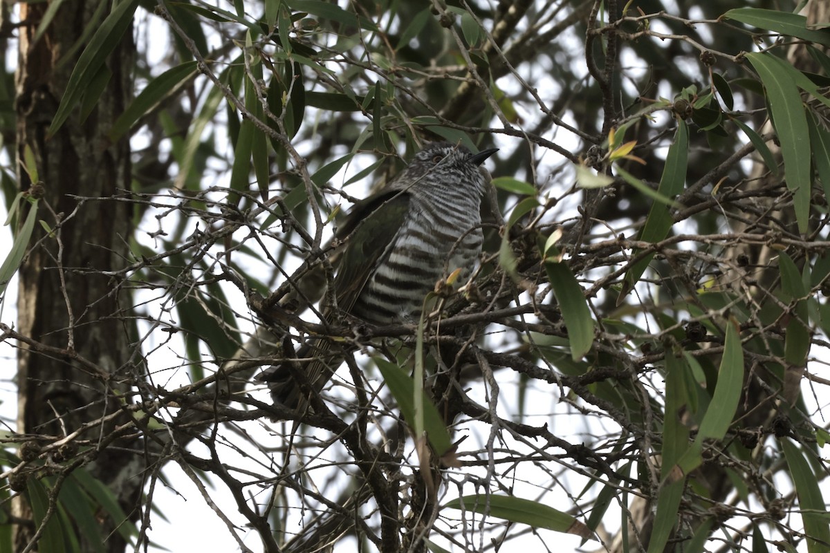 Shining Bronze-Cuckoo - ML621926838