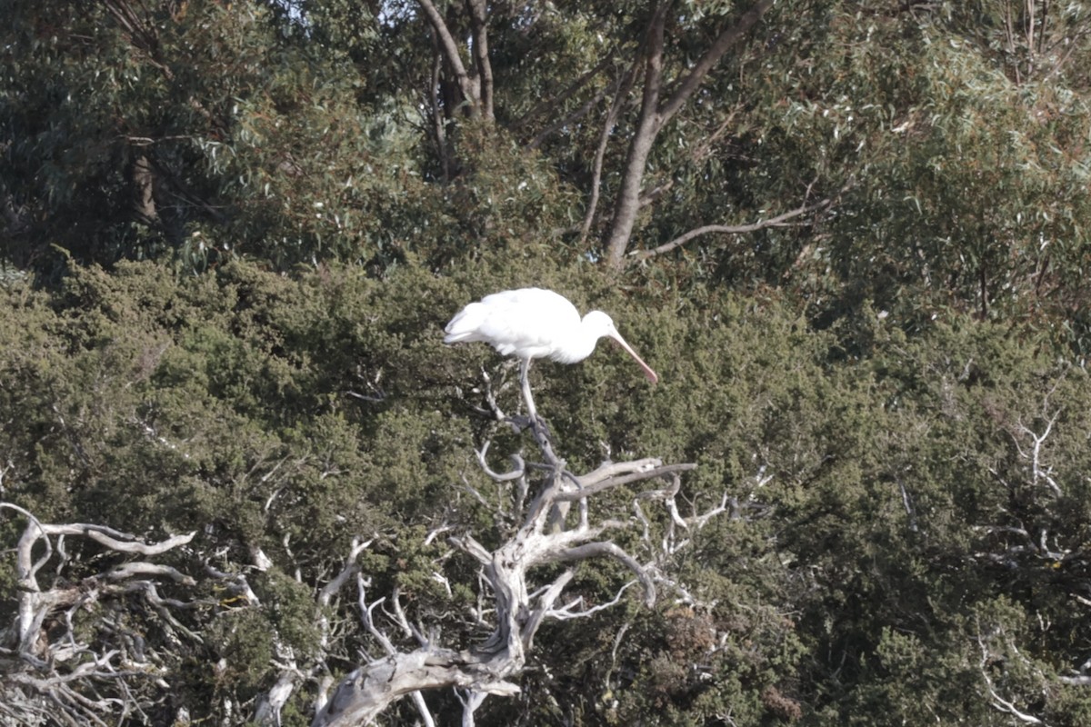 Yellow-billed Spoonbill - ML621926853