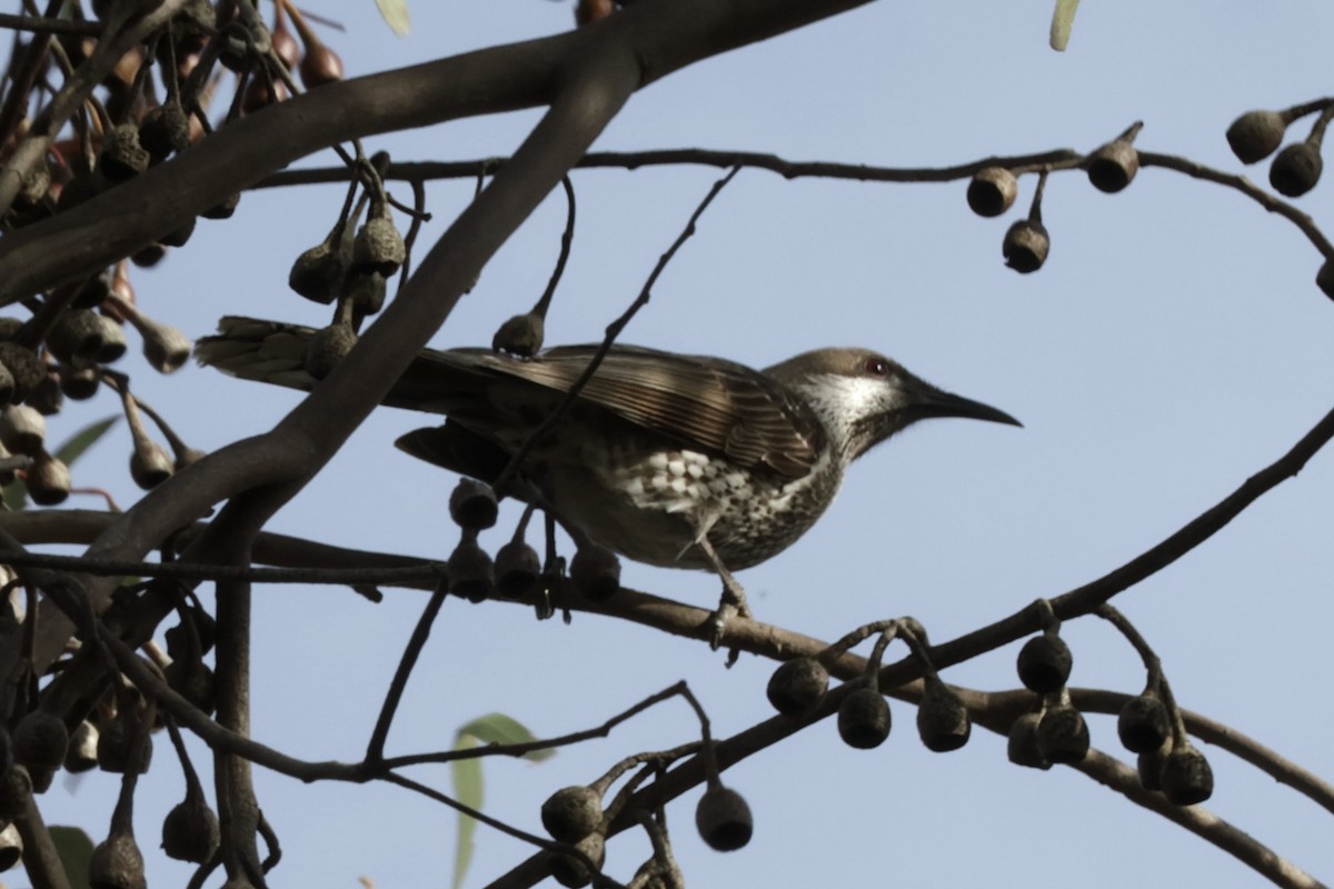 Western Wattlebird - ML621926858