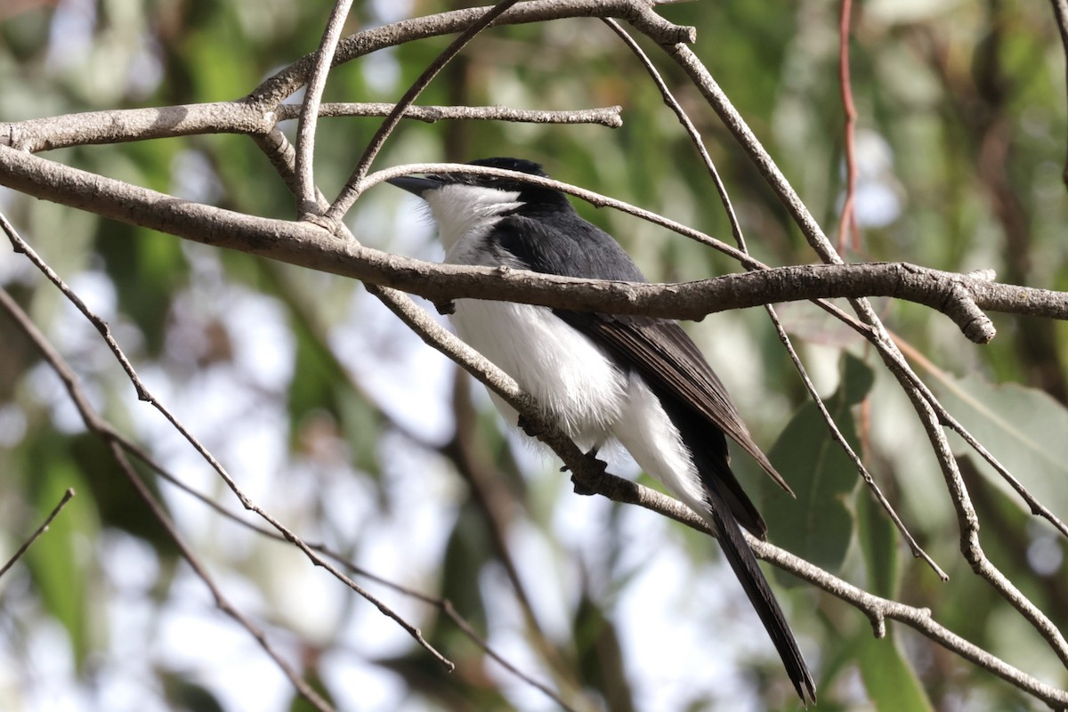 Restless Flycatcher - ML621926859