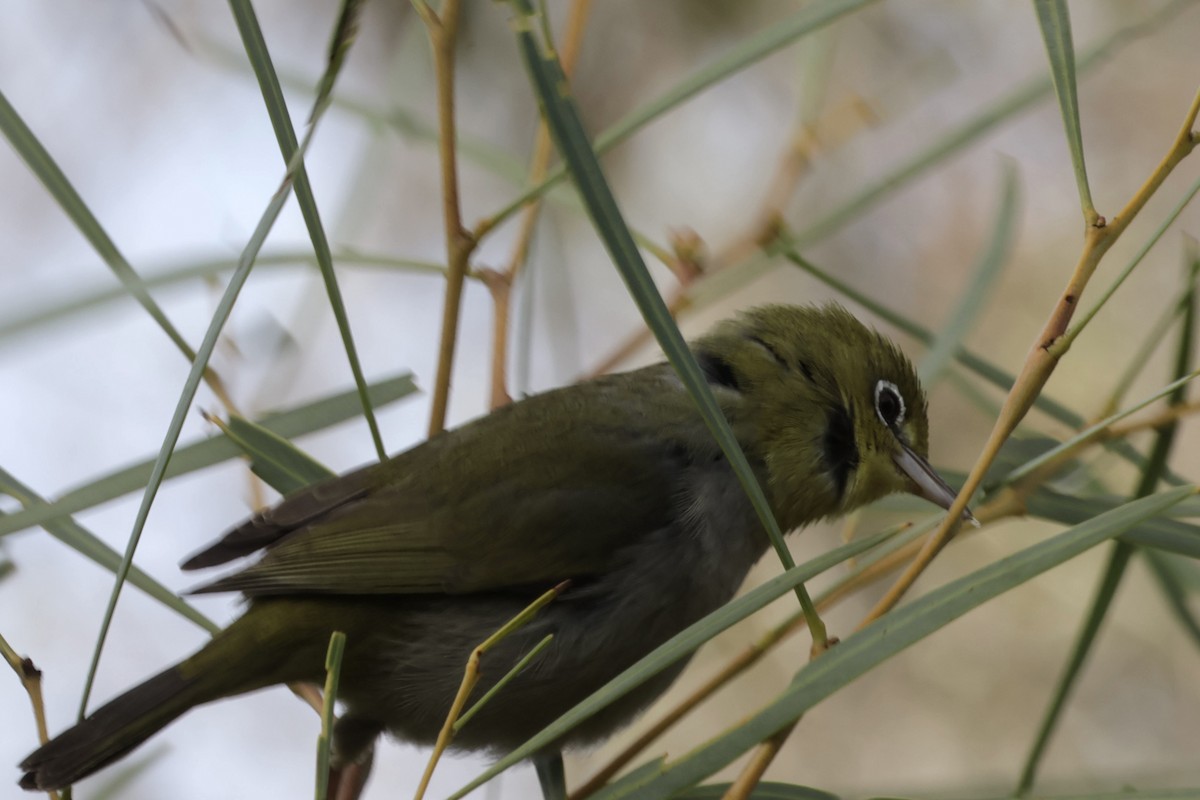 Silvereye - ML621926863