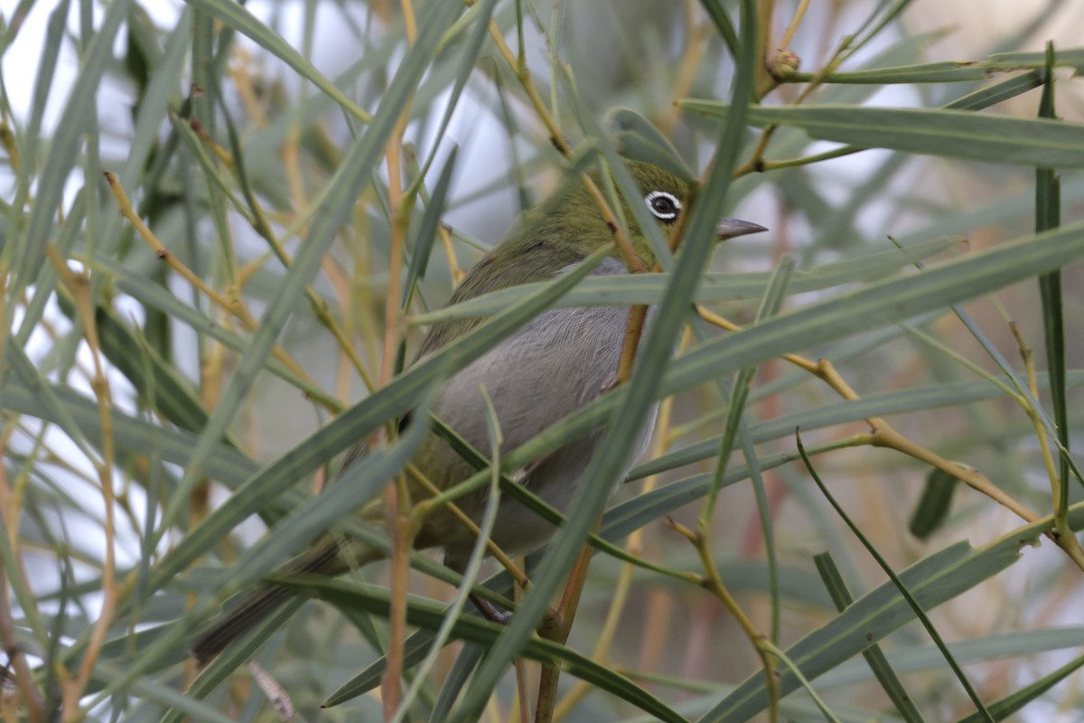 Silvereye - Colin Howells