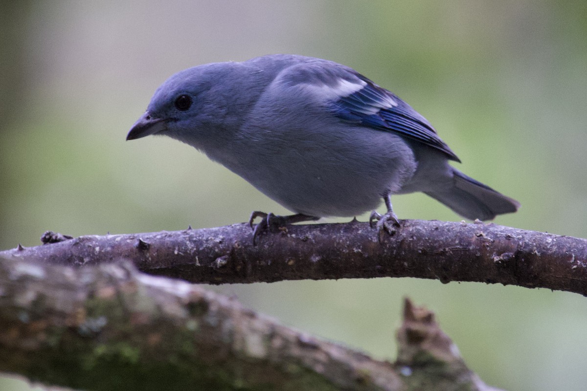 Blue-gray Tanager (White-edged) - ML621926881