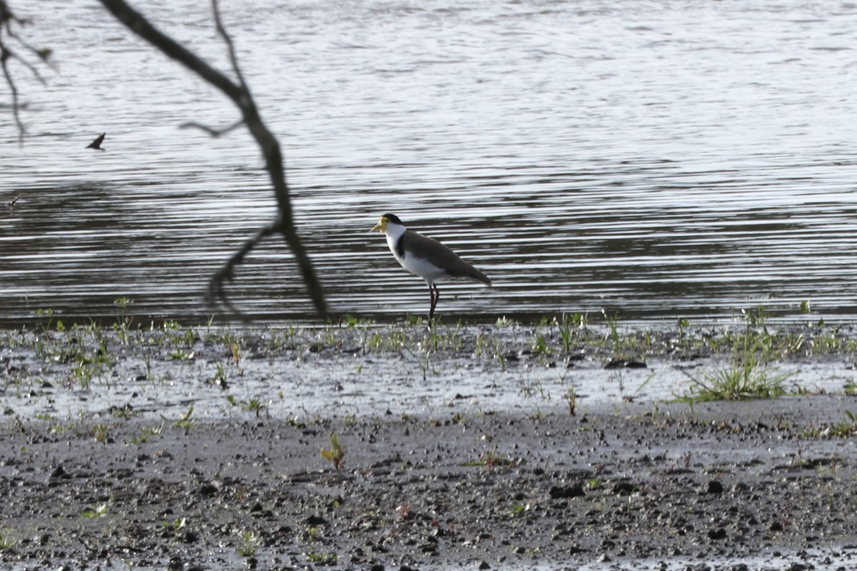 Masked Lapwing - Colin Howells