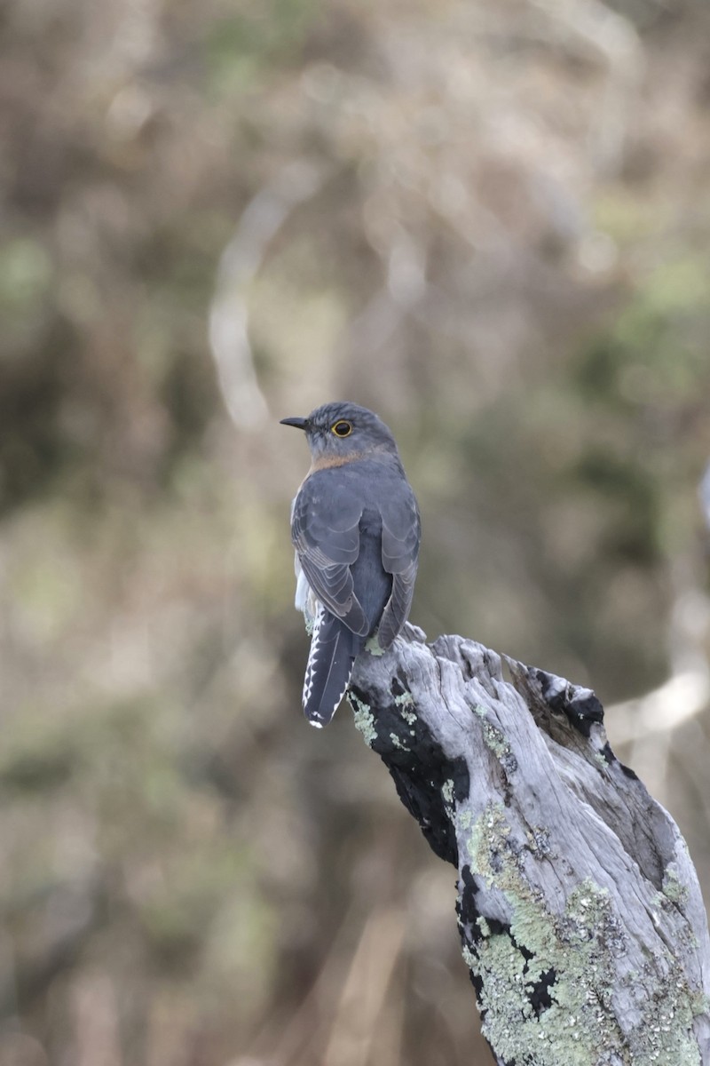 Fan-tailed Cuckoo - ML621926896