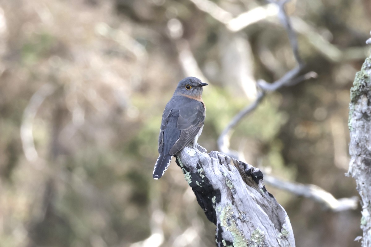 Fan-tailed Cuckoo - ML621926897