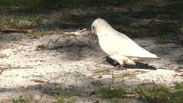 Little Corella - ML621927108