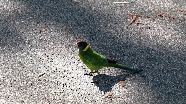 コダイマキエインコ（semitorquatus） - ML621927112