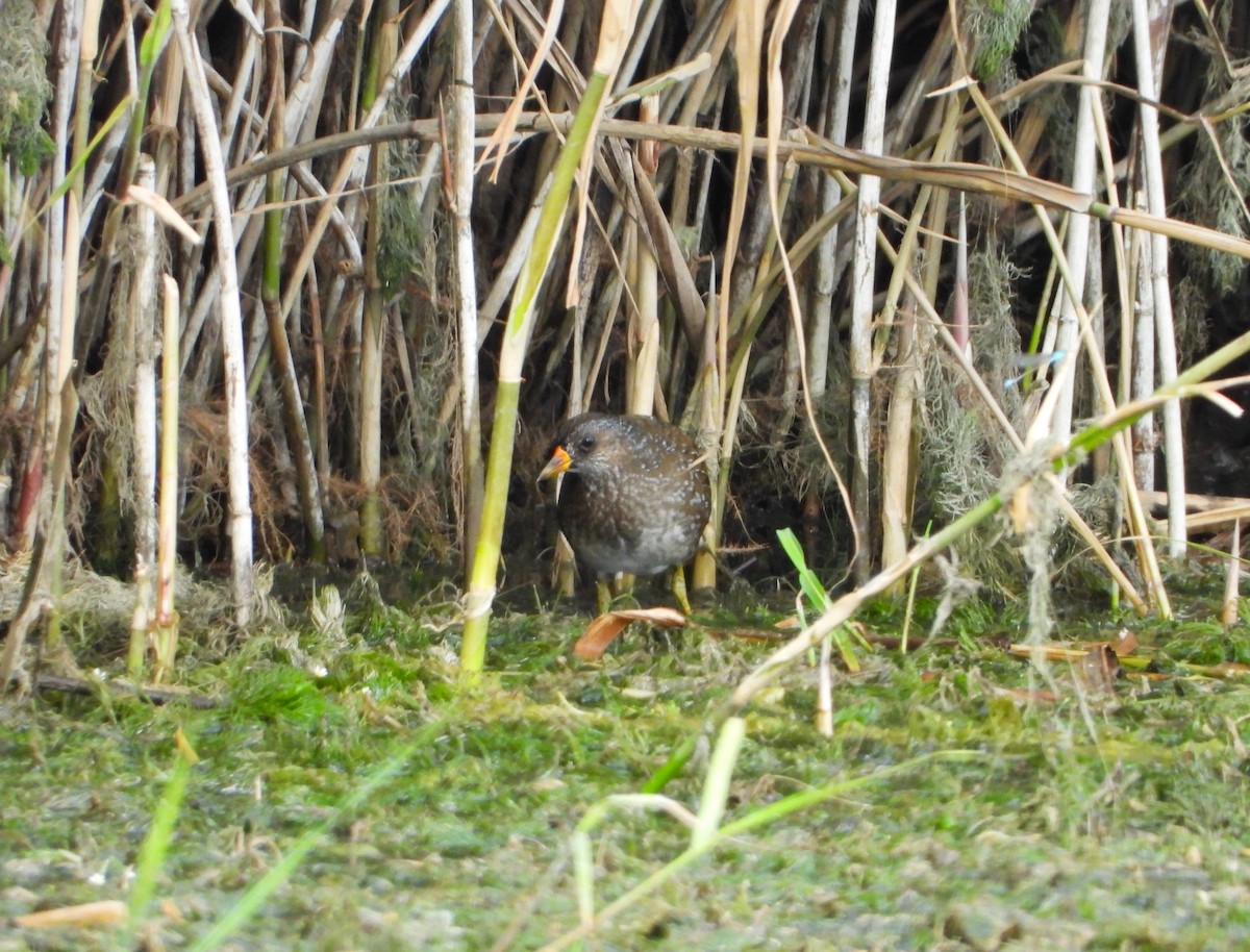 Spotted Crake - ML621927275