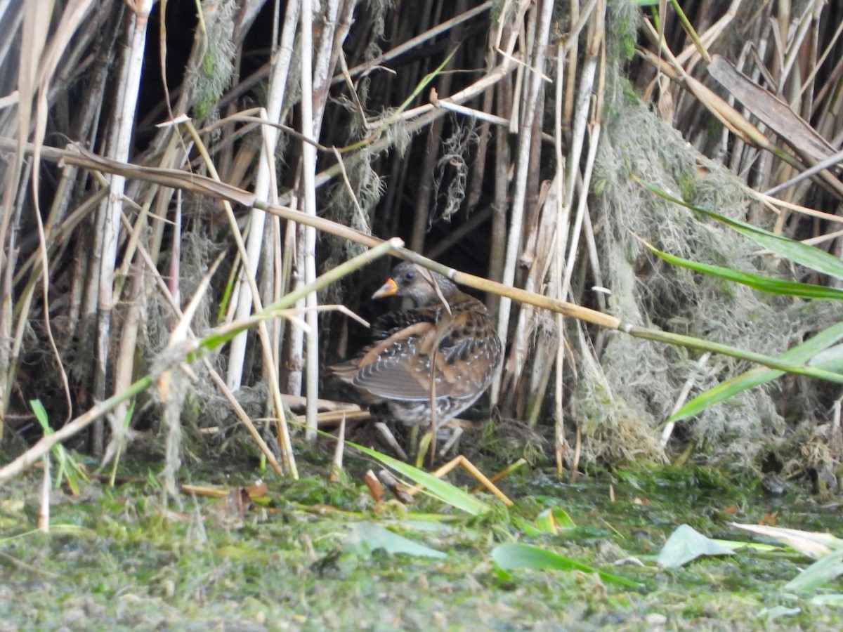 Spotted Crake - ML621927276