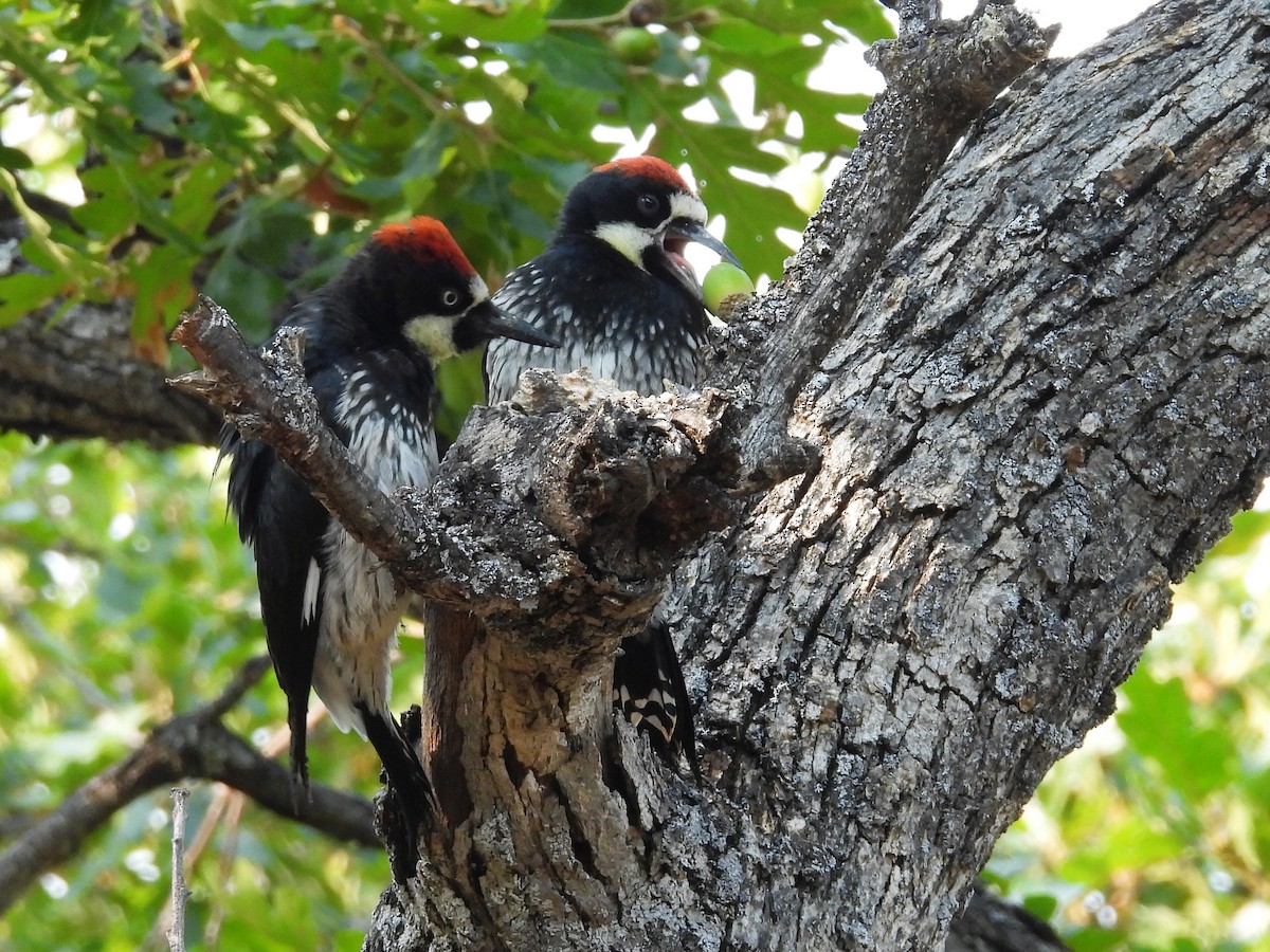 Acorn Woodpecker - ML621927290