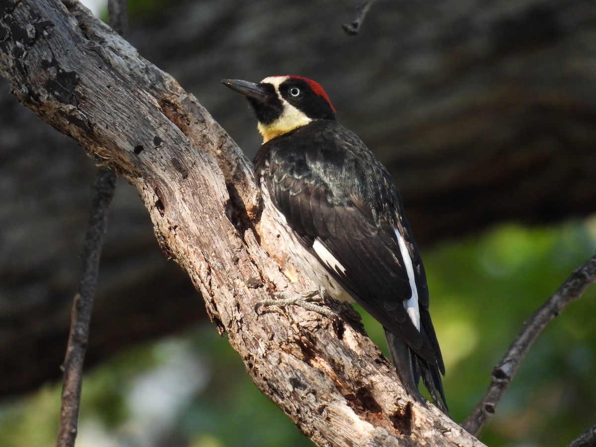 Acorn Woodpecker - ML621927292