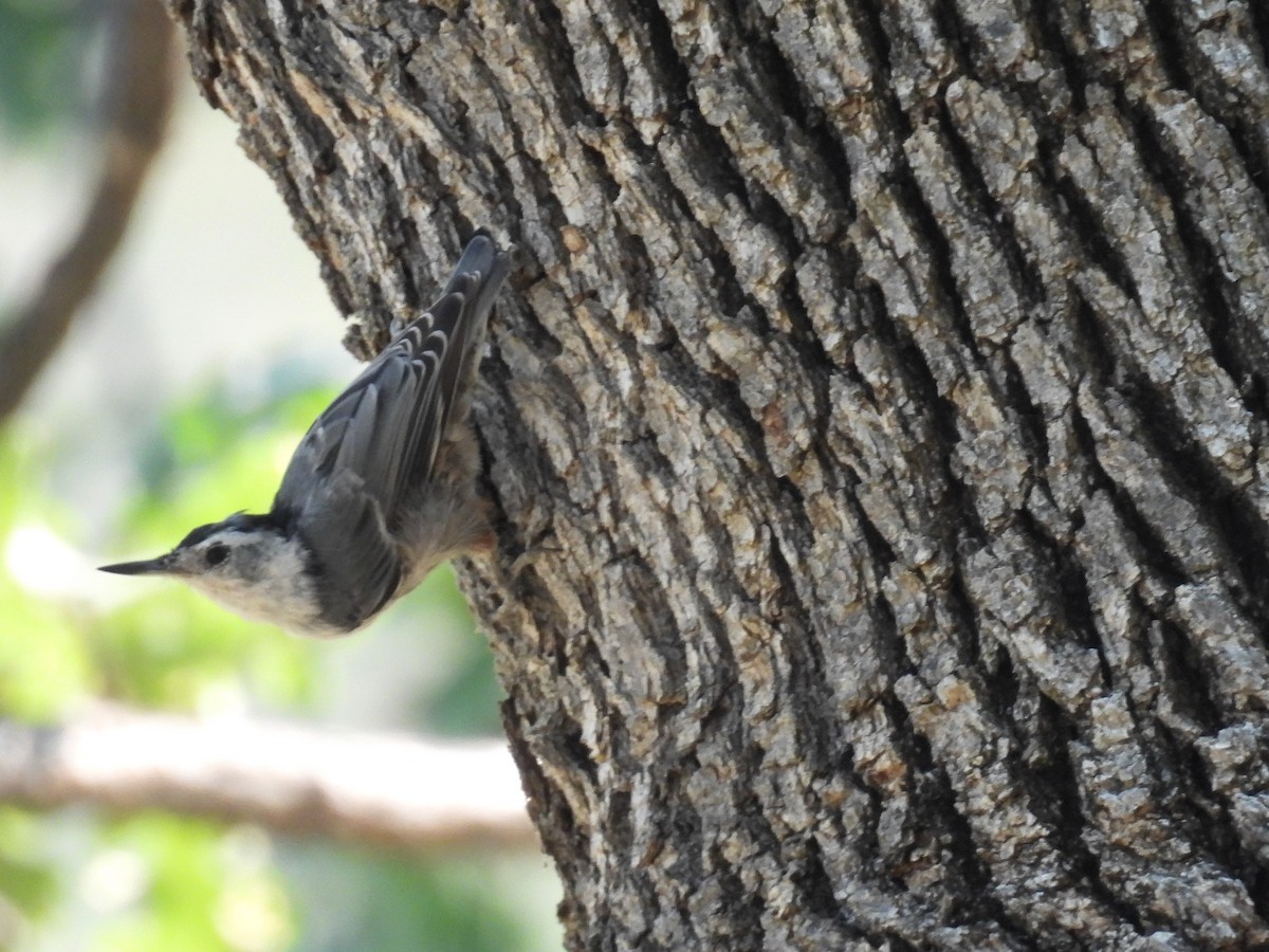 White-breasted Nuthatch - ML621927329