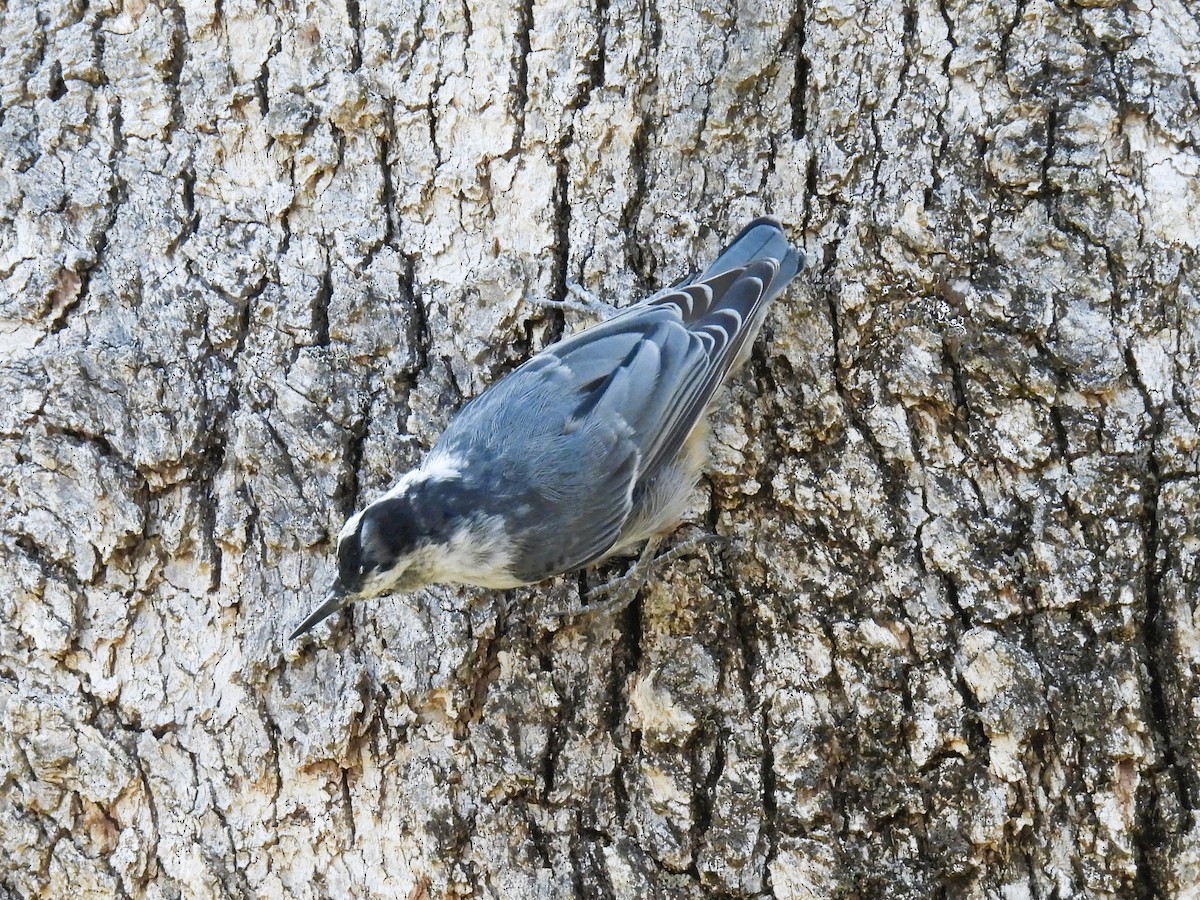 White-breasted Nuthatch - ML621927330