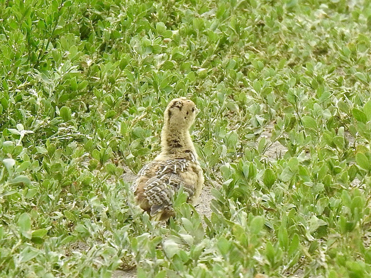 Sharp-tailed Grouse - ML621927341