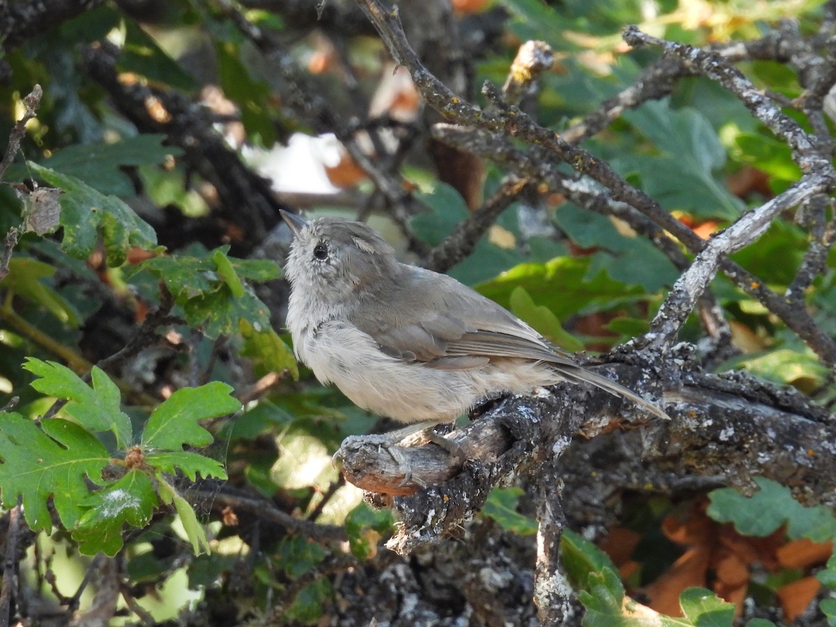 Oak Titmouse - ML621927351
