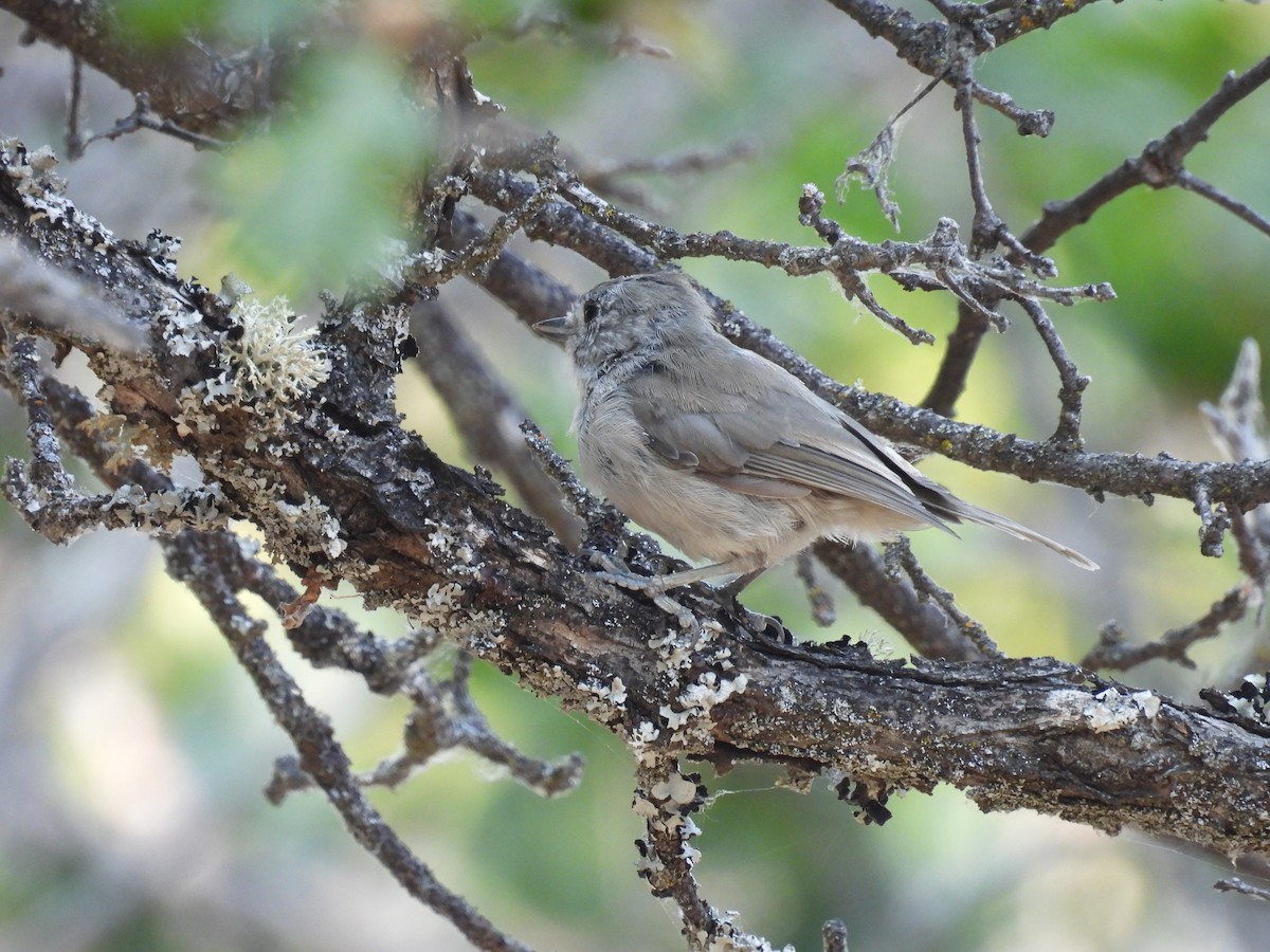 Oak Titmouse - ML621927352