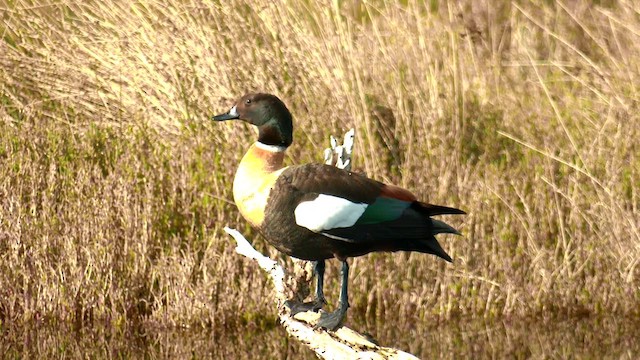 Australian Shelduck - ML621927358