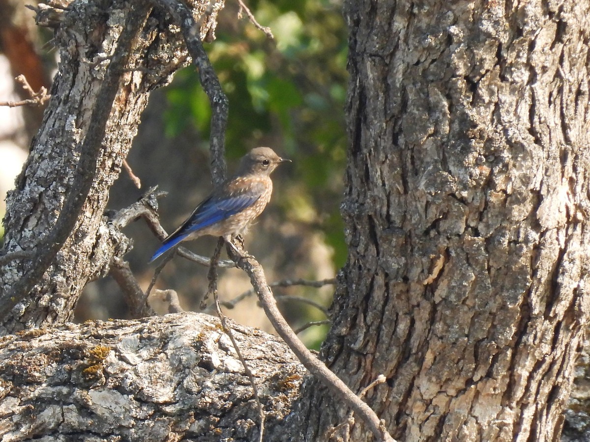 Western Bluebird - ML621927360