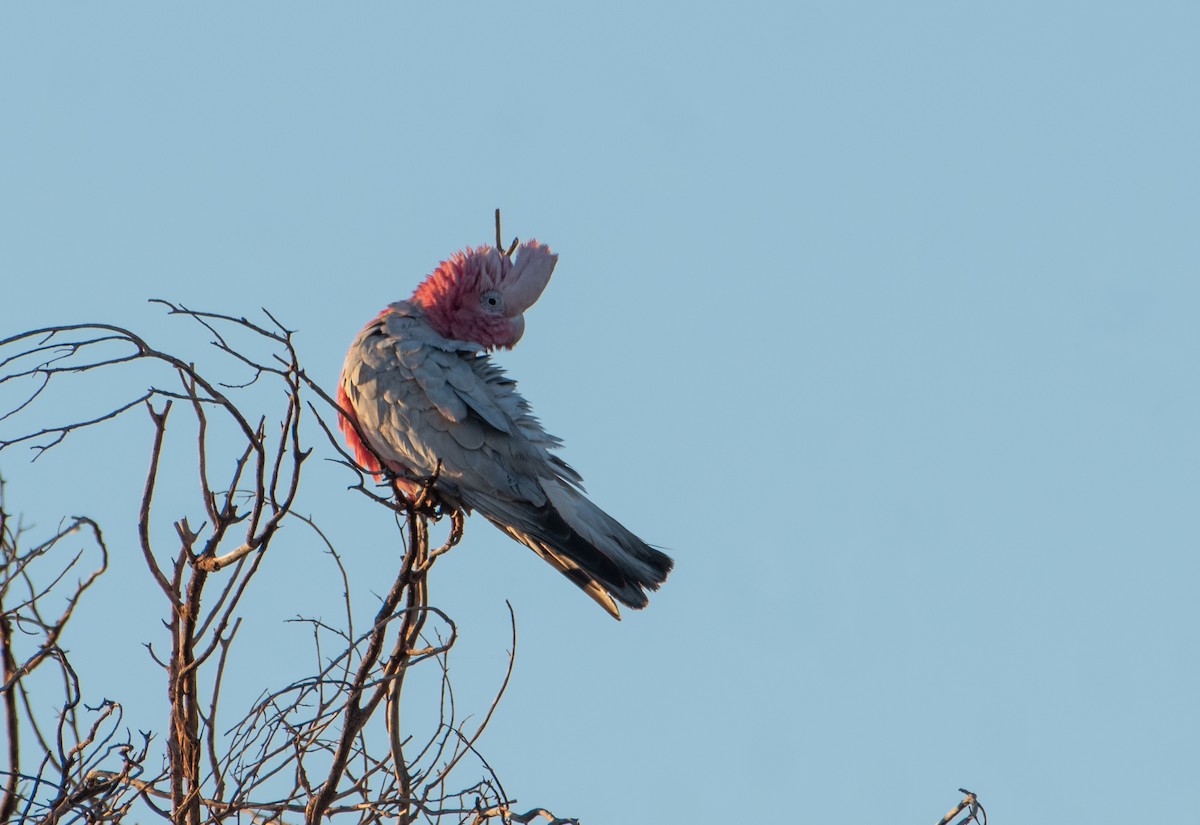 Cacatúa Galah - ML621927377