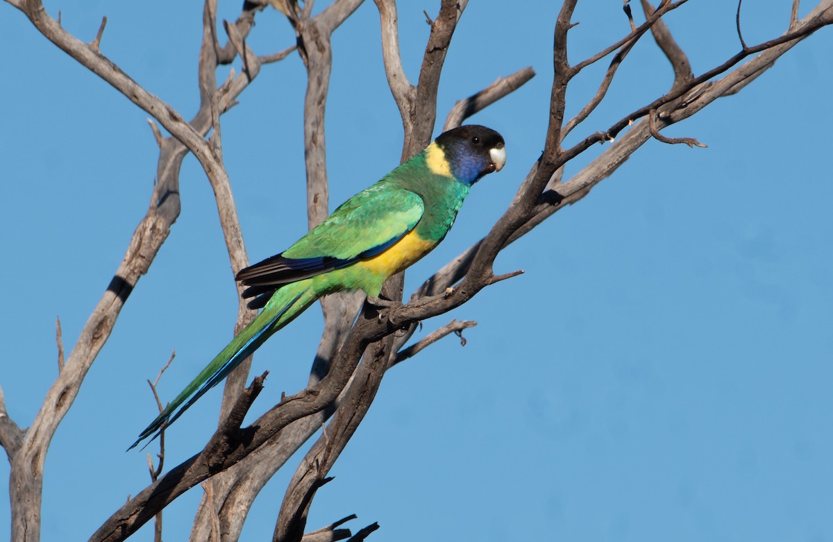 Perico de Port Lincoln (zonarius) - ML621927378