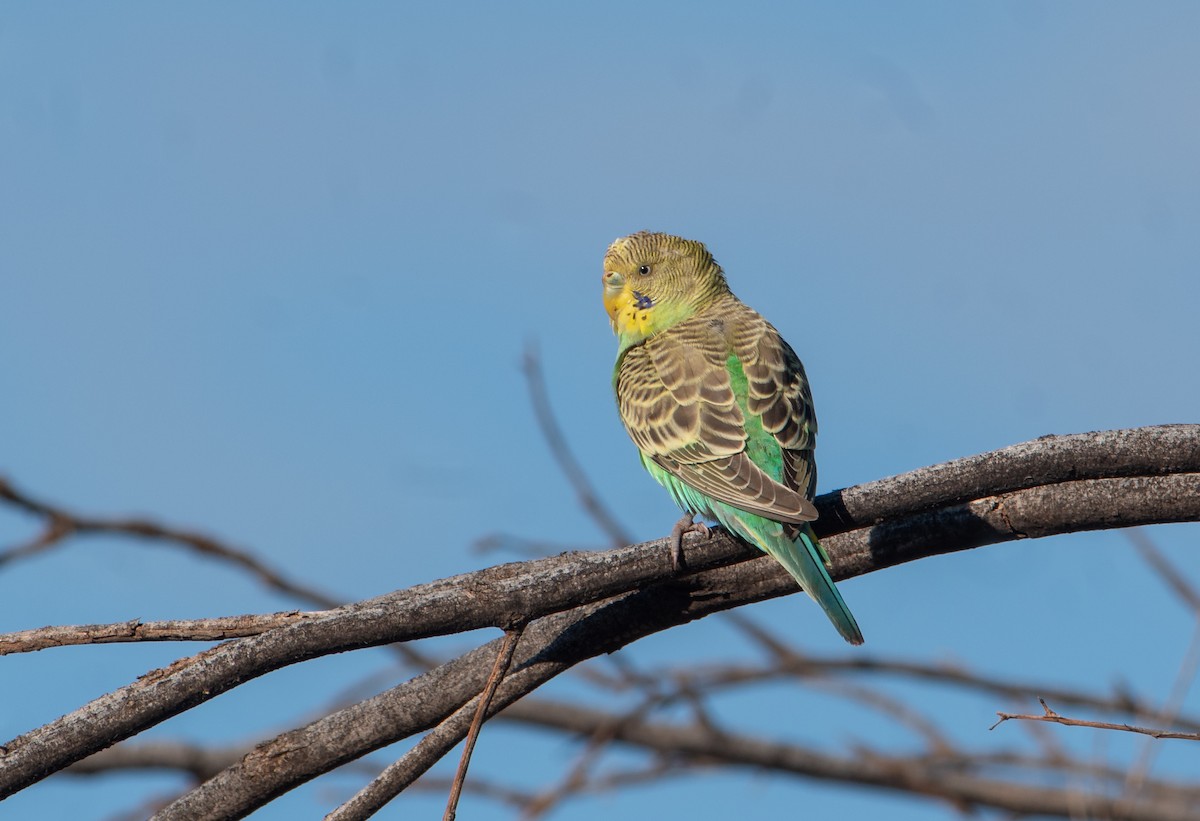 Budgerigar - ML621927379