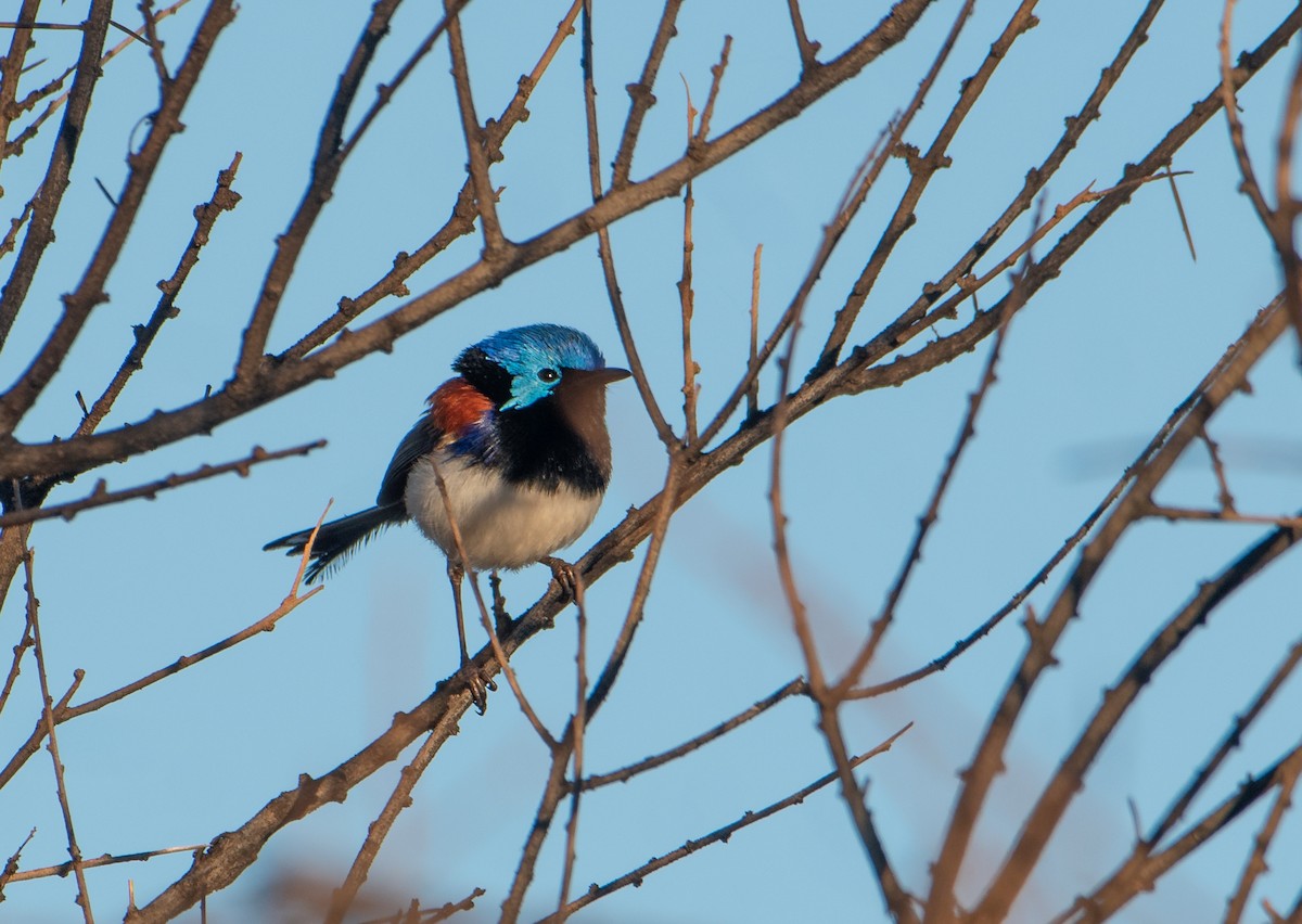 Purple-backed Fairywren - ML621927384