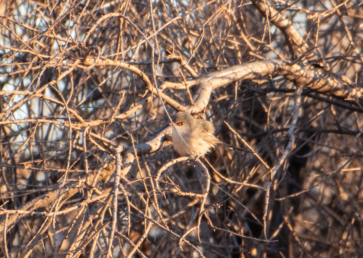 Purple-backed Fairywren - ML621927385