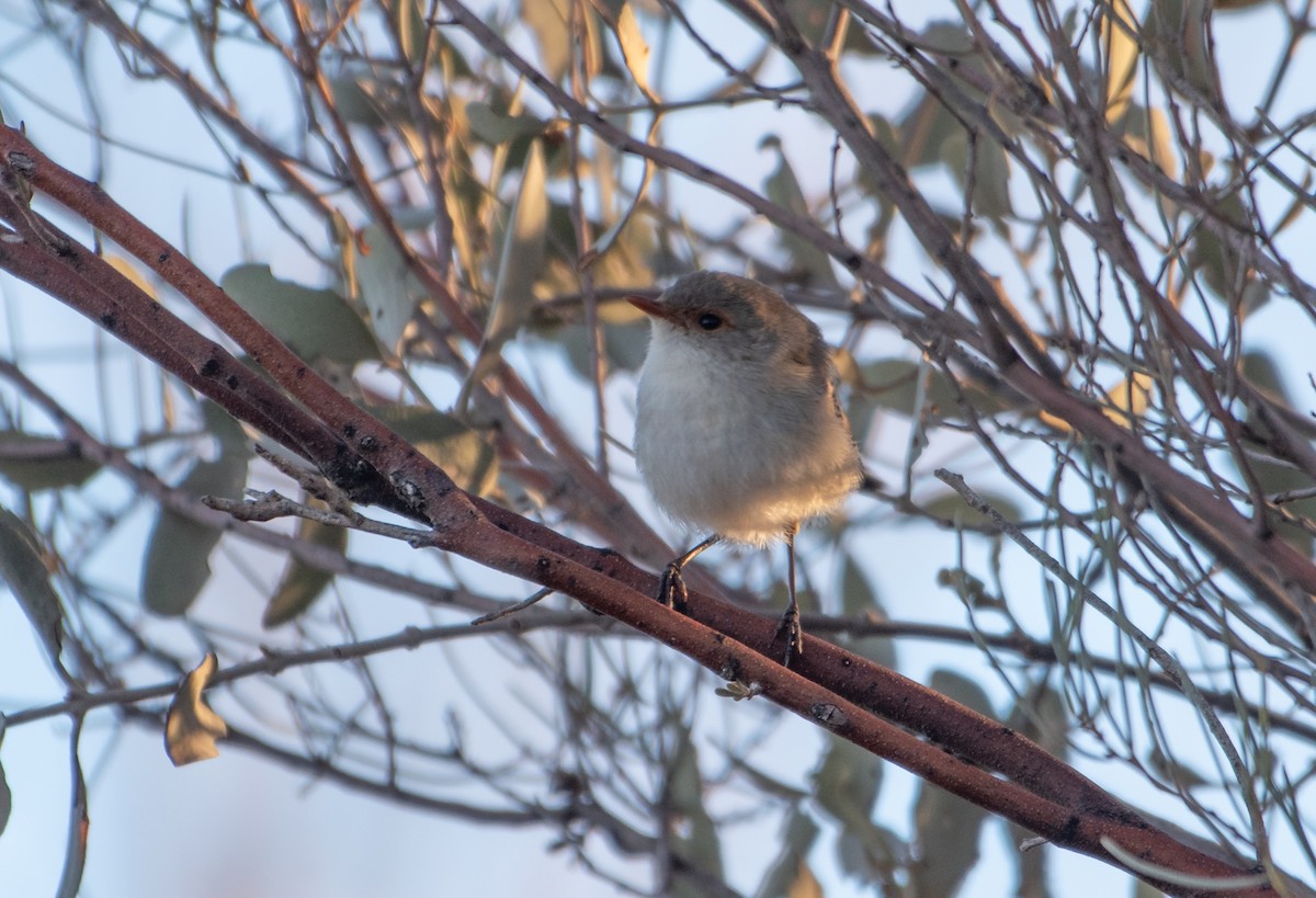 Splendid Fairywren - ML621927391