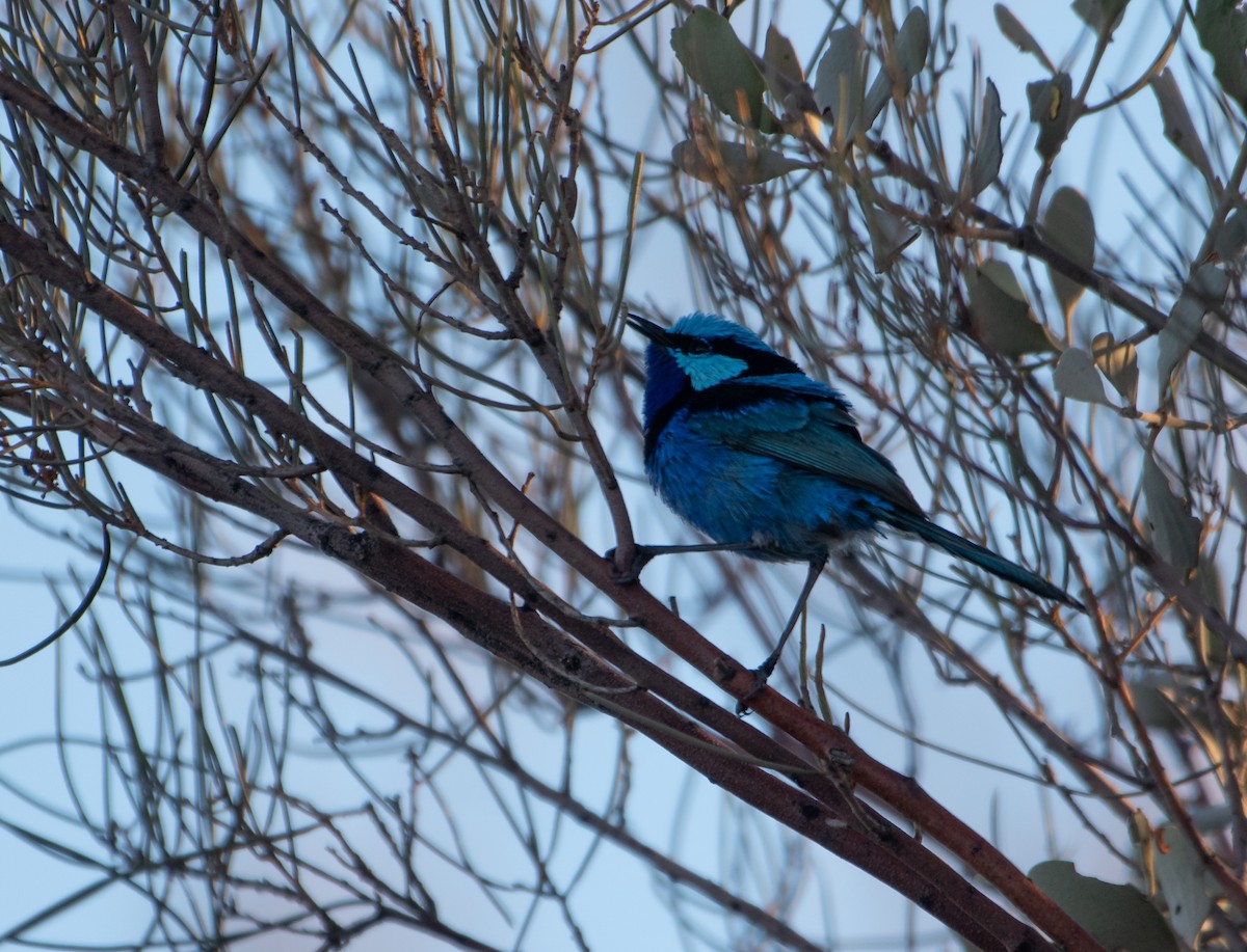 Splendid Fairywren - ML621927392