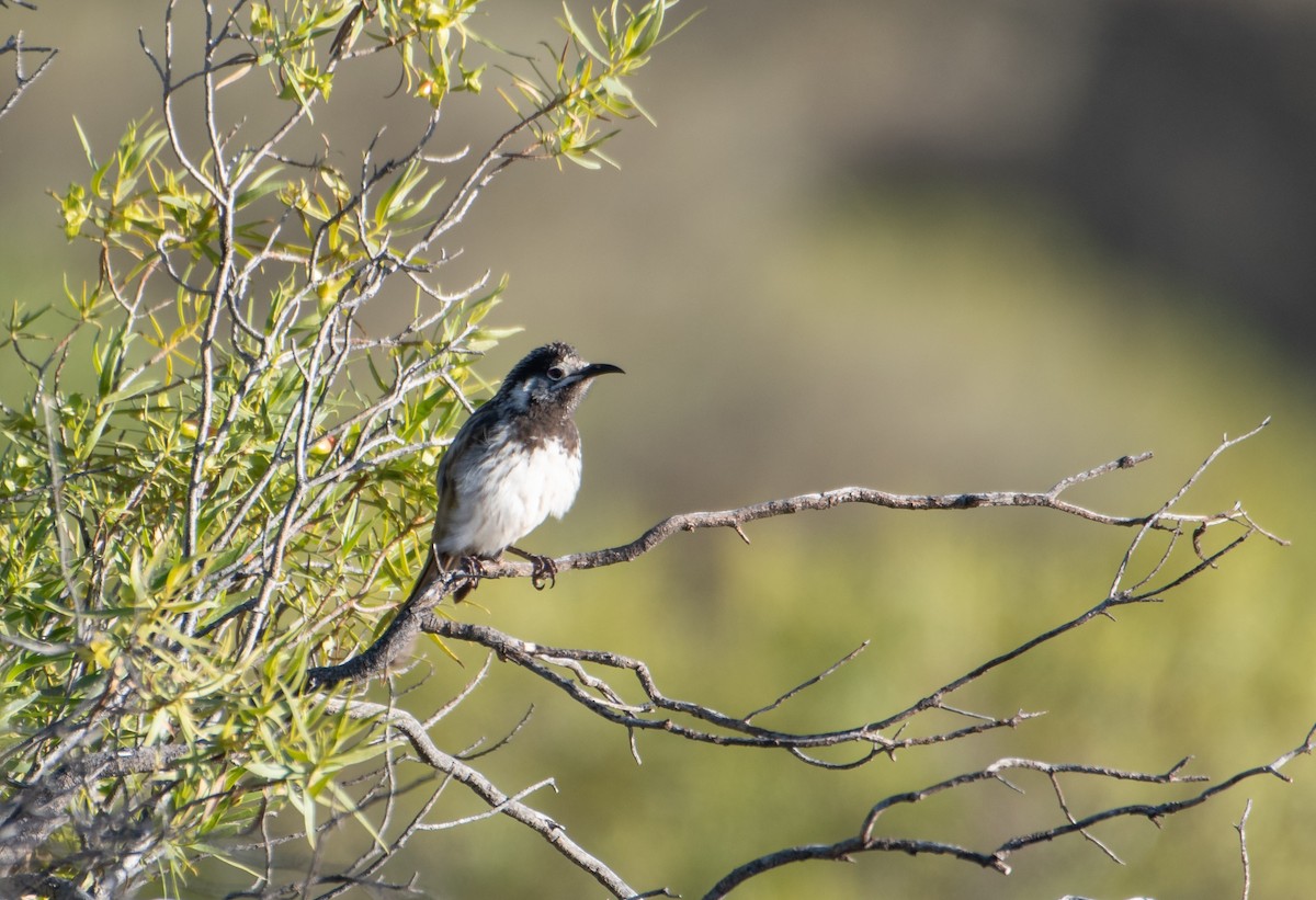 White-fronted Honeyeater - ML621927393