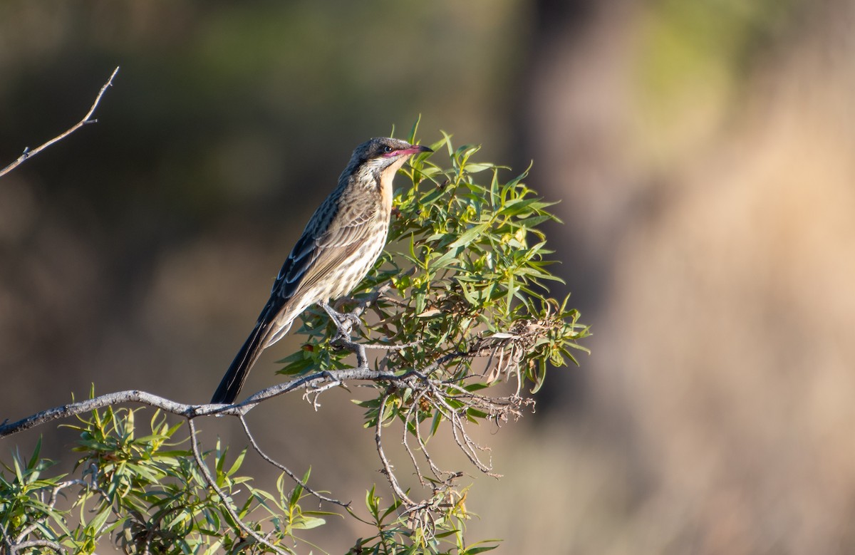 Spiny-cheeked Honeyeater - ML621927410