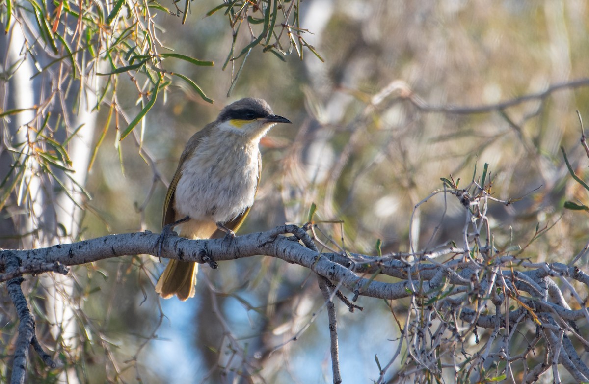 Singing Honeyeater - ML621927418