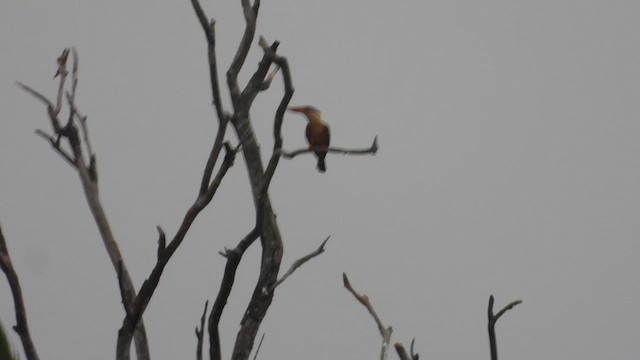 Stork-billed Kingfisher - ML621927419