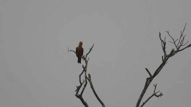 Stork-billed Kingfisher - ML621927420